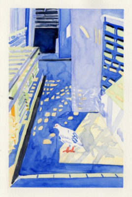 裏口と鳩　Back door and a Pigeon