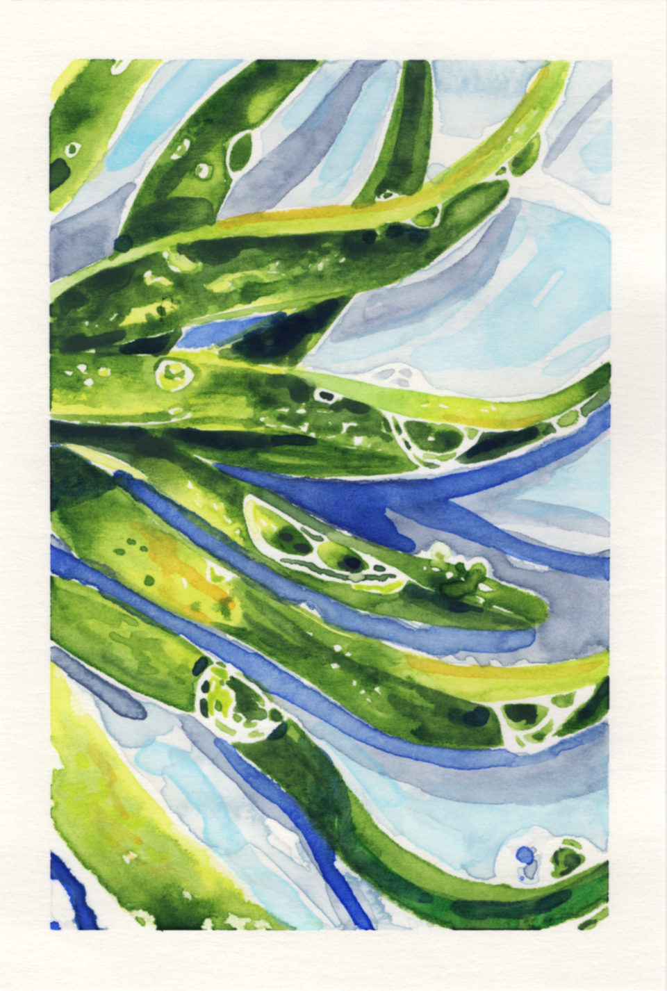 エアプランツの呼吸 Air Plant is Breathing